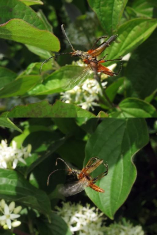 Stenocorus meridianus (Linnaeus, 1758)